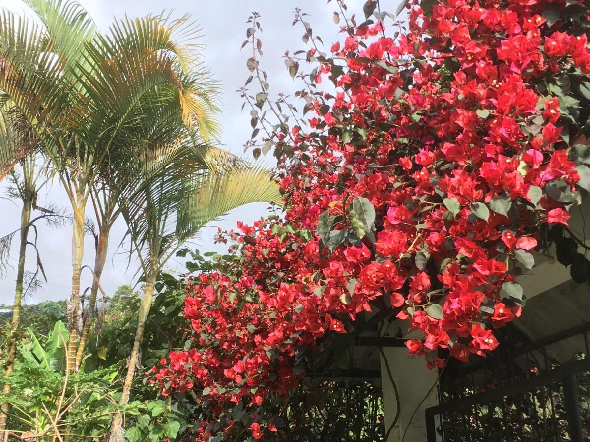Finca Flora Del Rio, Habitacion Las Orquideas Pijao Eksteriør bilde